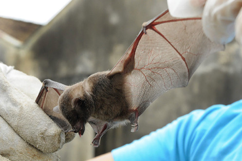 Vigilância recolhe morcego com raiva