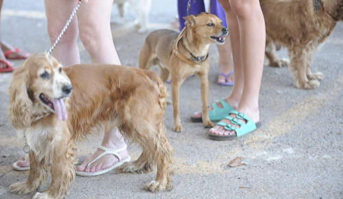 Tutor de animal de estimação deve ficar atento