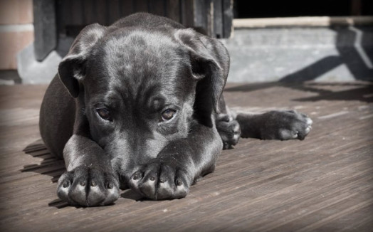 Senado aumenta pena para maus-tratos contra cães e gatos