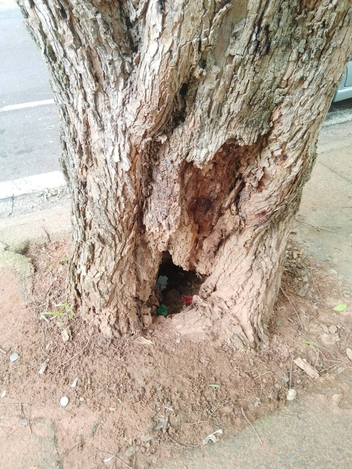 Não só na V. Hortolândia! Tem mais árvore para cair na cidade, alerta técnico