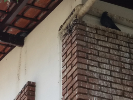 Pombos ameaçam saúde dos servidores da Vigilância Sanitária